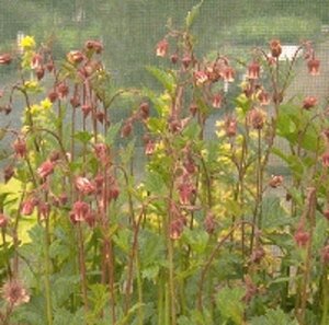 Geum rivale geen maat specificatie 0,55L/P9cm - afbeelding 5