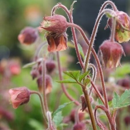 Geum rivale geen maat specificatie 0,55L/P9cm - afbeelding 6