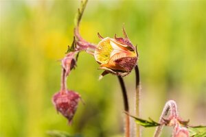Geum rivale geen maat specificatie 0,55L/P9cm - afbeelding 4