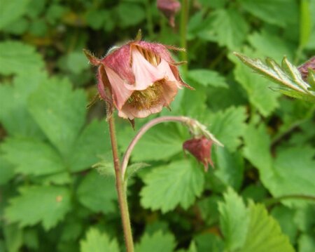 Geum rivale geen maat specificatie 0,55L/P9cm - afbeelding 7
