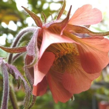 Geum rivale 'Leonard's Variety' geen maat specificatie 0,55L/P9cm