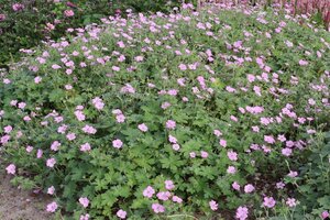 Geranium rivers. 'Mavis Simpson' geen maat specificatie 0,55L/P9cm - afbeelding 4