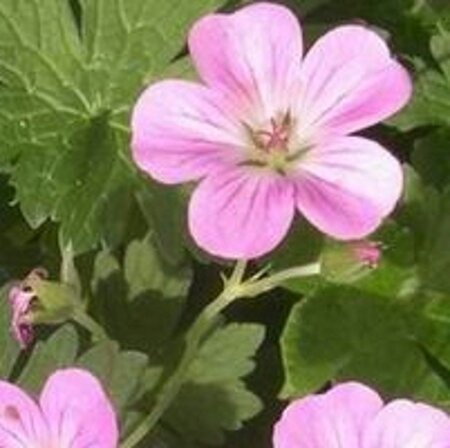 Geranium rivers. 'Mavis Simpson' geen maat specificatie 0,55L/P9cm - afbeelding 1