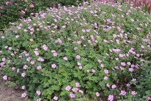 Geranium rivers. 'Mavis Simpson' geen maat specificatie 0,55L/P9cm - afbeelding 1