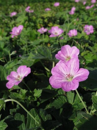 Geranium rivers. 'Mavis Simpson' geen maat specificatie 0,55L/P9cm - afbeelding 2