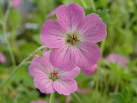 Geranium rivers. 'Mavis Simpson' geen maat specificatie 0,55L/P9cm - afbeelding 2
