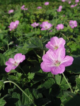 Geranium rivers. 'Mavis Simpson' geen maat specificatie 0,55L/P9cm - afbeelding 5