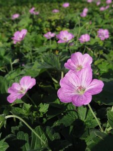 Geranium rivers. 'Mavis Simpson' geen maat specificatie 0,55L/P9cm - afbeelding 5