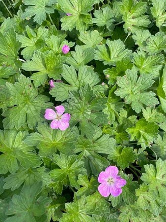 Geranium rivers. 'Mavis Simpson' geen maat specificatie 0,55L/P9cm - afbeelding 3