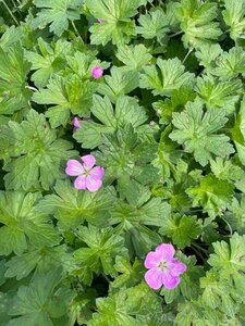 Geranium rivers. 'Mavis Simpson' geen maat specificatie 0,55L/P9cm - afbeelding 3
