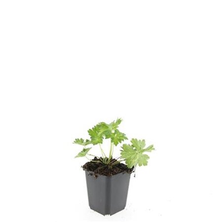 Geranium Rozanne geen maat specificatie 0,55L/P9cm - afbeelding 5
