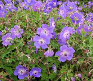 Geranium Rozanne geen maat specificatie 0,55L/P9cm - afbeelding 12