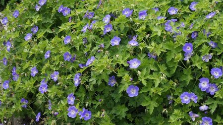 Geranium Rozanne geen maat specificatie 0,55L/P9cm - afbeelding 23