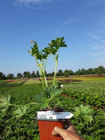 Geranium Rozanne geen maat specificatie 0,55L/P9cm - afbeelding 15