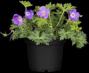 Geranium Rozanne geen maat specificatie 0,55L/P9cm - afbeelding 17
