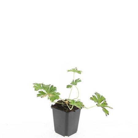 Geranium Rozanne geen maat specificatie 0,55L/P9cm - afbeelding 6