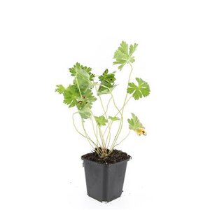 Geranium Rozanne geen maat specificatie 0,55L/P9cm - afbeelding 7