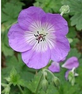 Geranium Rozanne geen maat specificatie 0,55L/P9cm - afbeelding 3