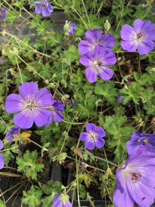 Geranium Rozanne geen maat specificatie 0,55L/P9cm - afbeelding 19