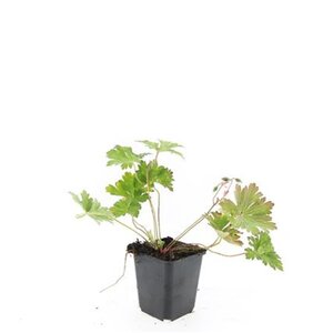 Geranium Rozanne geen maat specificatie 0,55L/P9cm - afbeelding 8