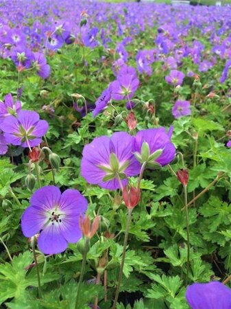 Geranium Rozanne geen maat specificatie 0,55L/P9cm - afbeelding 3