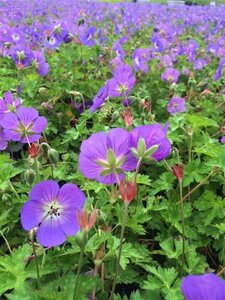 Geranium Rozanne geen maat specificatie 0,55L/P9cm - afbeelding 3