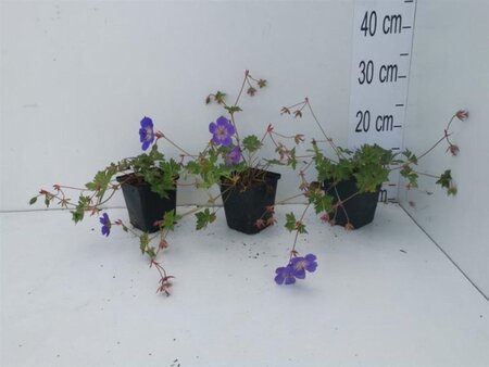 Geranium Rozanne geen maat specificatie 0,55L/P9cm - afbeelding 28