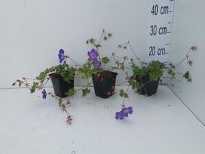 Geranium Rozanne geen maat specificatie 0,55L/P9cm - afbeelding 28
