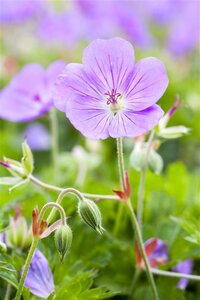 Geranium Rozanne geen maat specificatie 0,55L/P9cm - afbeelding 21