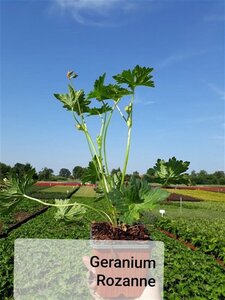 Geranium Rozanne geen maat specificatie 0,55L/P9cm - afbeelding 14