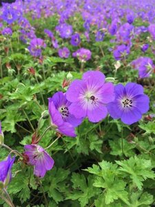 Geranium Rozanne geen maat specificatie 0,55L/P9cm - afbeelding 4