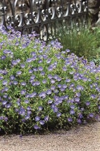 Geranium Rozanne geen maat specificatie 0,55L/P9cm - afbeelding 22