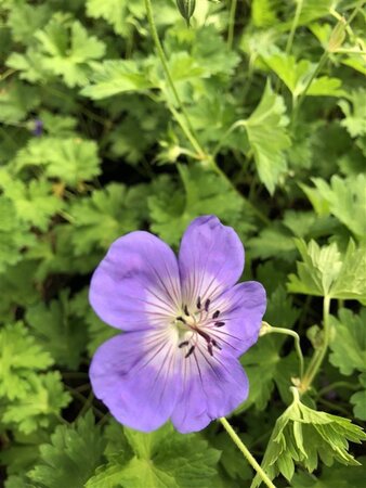 Geranium Rozanne geen maat specificatie 0,55L/P9cm - afbeelding 23