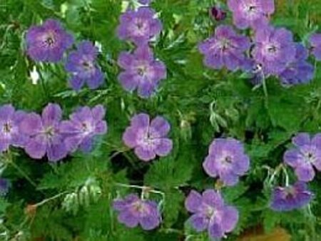 Geranium Rozanne geen maat specificatie 0,55L/P9cm - afbeelding 24