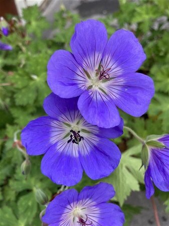 Geranium Rozanne geen maat specificatie 0,55L/P9cm - image 9