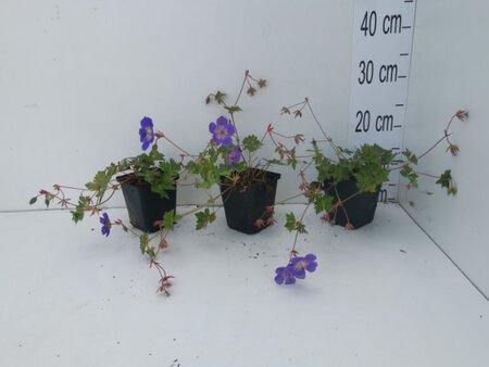 Geranium Rozanne geen maat specificatie 0,55L/P9cm - image 8