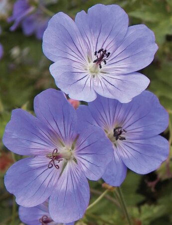 Geranium Rozanne geen maat specificatie 0,55L/P9cm - image 11