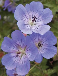 Geranium Rozanne geen maat specificatie 0,55L/P9cm - image 11