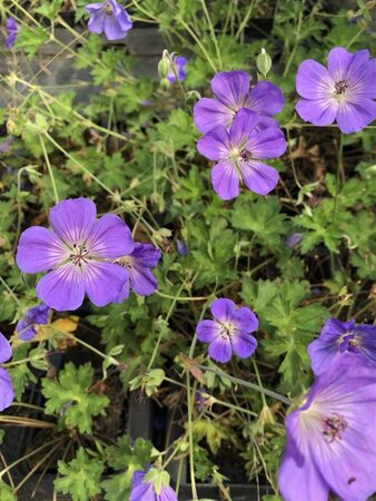 Geranium Rozanne geen maat specificatie 0,55L/P9cm - image 1