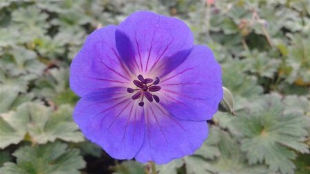 Geranium Rozanne geen maat specificatie 0,55L/P9cm - image 4
