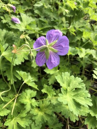 Geranium Rozanne geen maat specificatie 0,55L/P9cm - image 16