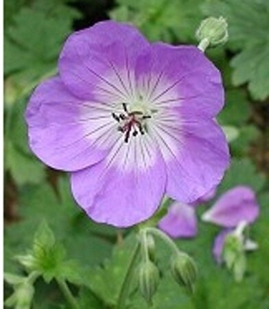 Geranium Rozanne geen maat specificatie 0,55L/P9cm - image 3