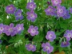 Geranium Rozanne geen maat specificatie 0,55L/P9cm - image 22