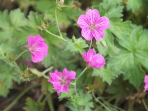 Geranium rivers. 'Russell Prichard' geen maat specificatie 0,55L/P9cm - afbeelding 2
