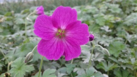 Geranium rivers. 'Russell Prichard' geen maat specificatie 0,55L/P9cm