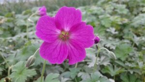 Geranium rivers. 'Russell Prichard' geen maat specificatie 0,55L/P9cm