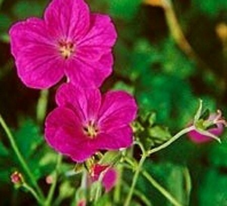 Geranium rivers. 'Russell Prichard' geen maat specificatie 0,55L/P9cm - afbeelding 3