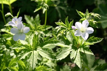 Geranium sylv. 'Album' geen maat specificatie 0,55L/P9cm - afbeelding 3