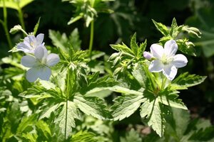Geranium sylv. 'Album' geen maat specificatie 0,55L/P9cm - afbeelding 3