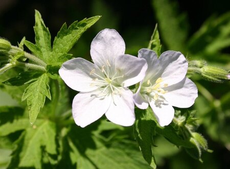 Geranium sylv. 'Album' geen maat specificatie 0,55L/P9cm - afbeelding 4